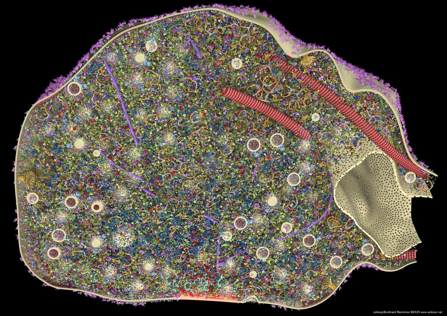 Presynapse with Glutamate