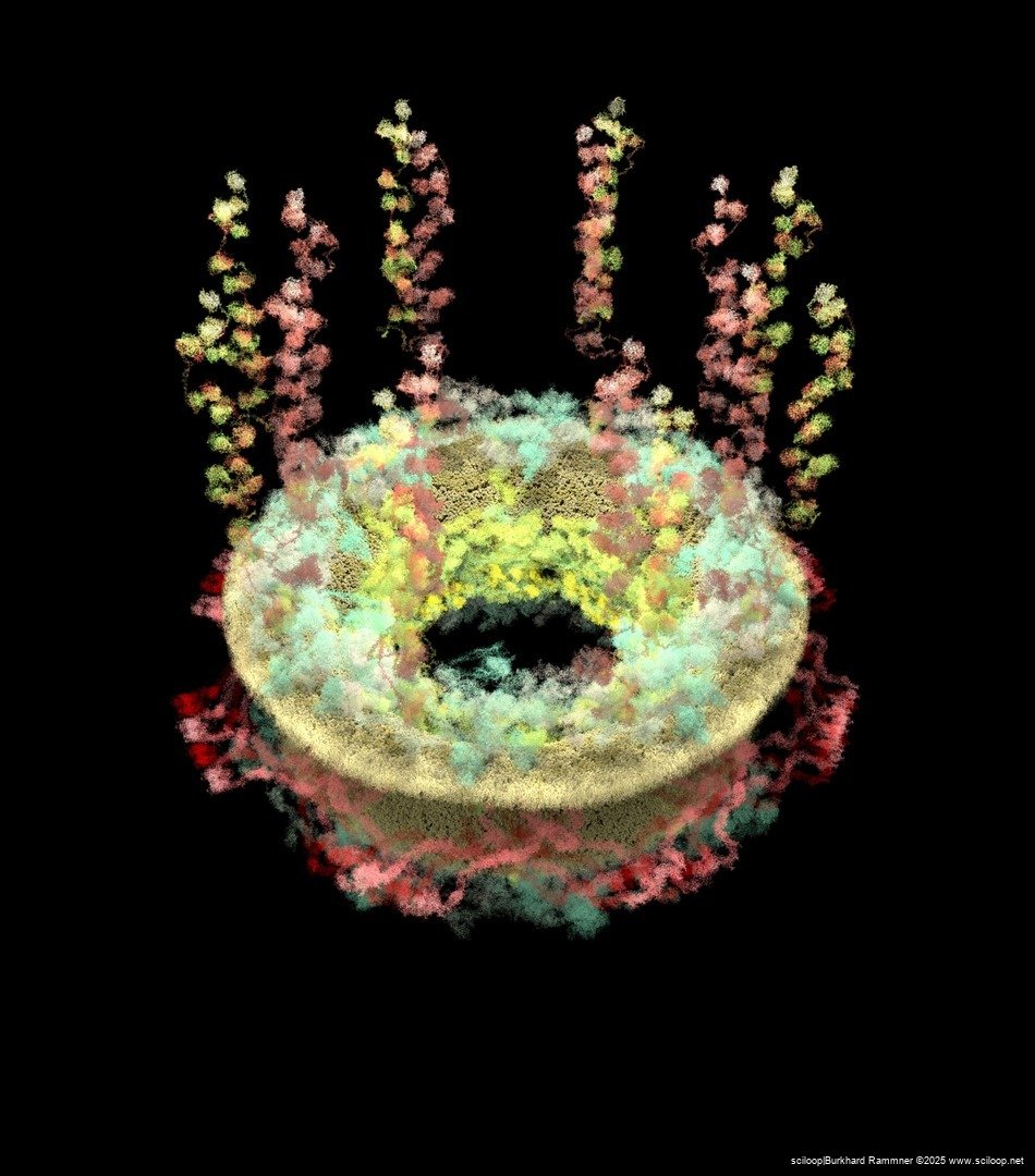 Nuclear Pore Complex 2