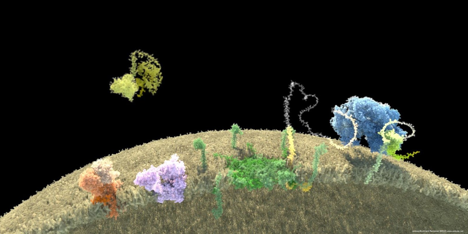 Peroxisome Proteins 2