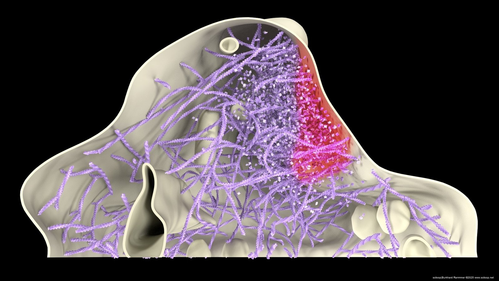 Stubby Actin Filaments